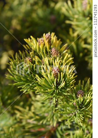 Dwarf mountain pine Carstens Wintergold 112745293