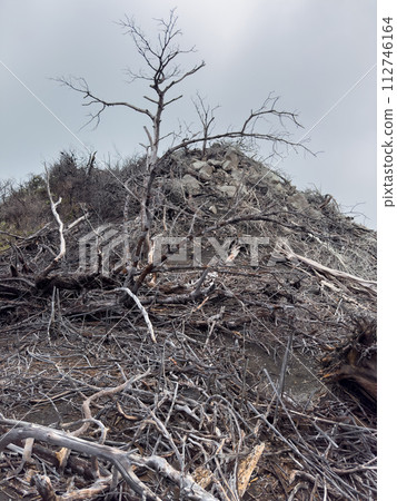 Dry died tree on hill 112746164