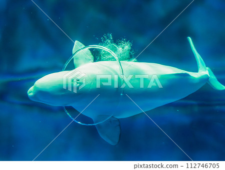 白鯨(島根海洋博物館 Aquas) 白鯨(島根海洋博物館 Aquas) 112746705