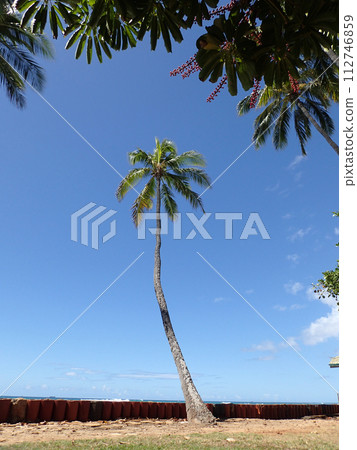 Coconut tree hang over stone cliff shore next to shallow ocean waters of Waikiki 112746859