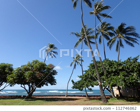 Coconut and other trees in park along man-made cliff shore next to shallow ocean waters of Waikiki 112746862
