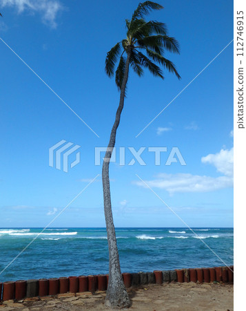 Coconut tree hang over stone wall with waves in shallow ocean waters of Waikiki Coconut tree hang over stone wall with waves in shallow ocean waters of Waikiki 112746915