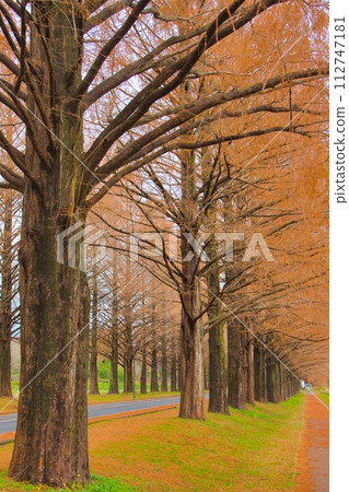 Shiga Prefecture Makino Autumn leaves Metasequoia trees 112747181