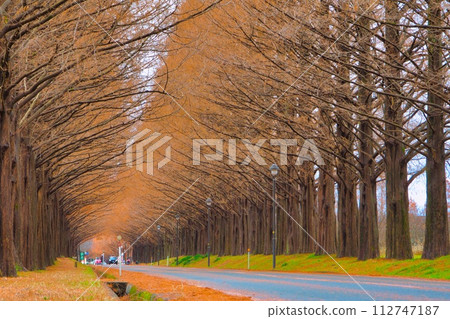 Shiga Prefecture Makino Autumn leaves Metasequoia trees Shiga Prefecture Makino Autumn leaves Metasequoia trees 112747187