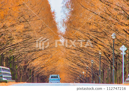 Shiga Prefecture Makino Autumn leaves Metasequoia trees Shiga Prefecture Makino Autumn leaves Metasequoia trees 112747216