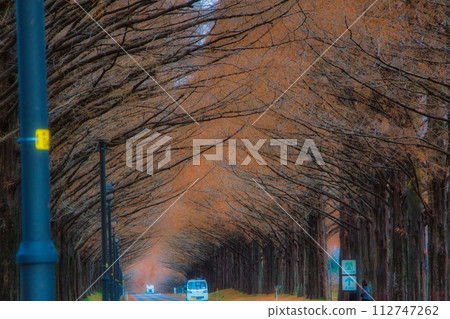 Shiga Prefecture Makino Autumn leaves Metasequoia trees Shiga Prefecture Makino Autumn leaves Metasequoia trees 112747262