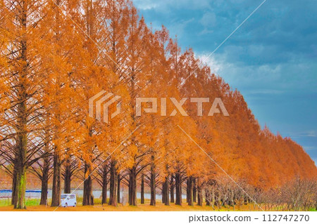 Shiga Prefecture Makino Autumn leaves Metasequoia trees 112747270