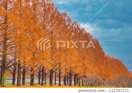 Shiga Prefecture Makino Autumn leaves Metasequoia trees 112747271