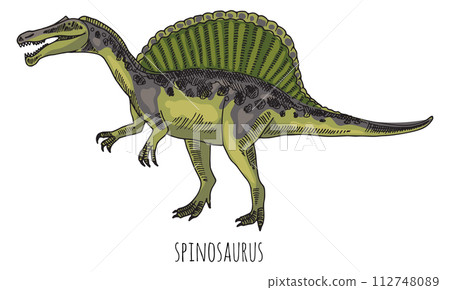 Spinosaurus color drawing. Prehistoric carnivore animal with spine bones 112748089