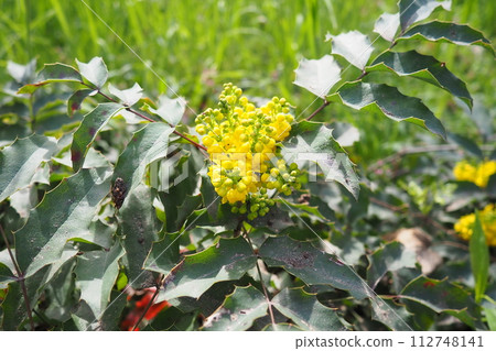 Berberis aquifolium, Oregon grape or holly-leaved barberry, flowering plant in family Berberidaceae, evergreen shrub with pinnate leaves consisting of spiny leaflets. Yellow flowers in early spring Berberis aquifolium, Oregon grape or holly-leaved barberry, flowering plant in family Berberidaceae, evergreen shrub with pinnate leaves consisting of spiny leaflets. Yellow flowers in early spring 112748141