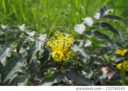 Berberis aquifolium, Oregon grape or holly-leaved barberry, flowering plant in family Berberidaceae, evergreen shrub with pinnate leaves consisting of spiny leaflets. Yellow flowers in early spring Berberis aquifolium, Oregon grape or holly-leaved barberry, flowering plant in family Berberidaceae, evergreen shrub with pinnate leaves consisting of spiny leaflets. Yellow flowers in early spring 112748143