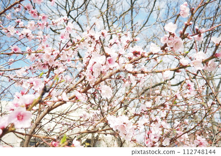 Apricot or peach branch with flowers in spring bloom. Pink purple spring flowers. Prunus armeniaca flowers with five white to pinkish petals. They are produced singly or in pairs in early spring Apricot or peach branch with flowers in spring bloom. Pink purple spring flowers. Prunus armeniaca flowers with five white to pinkish petals. They are produced singly or in pairs in early spring 112748144