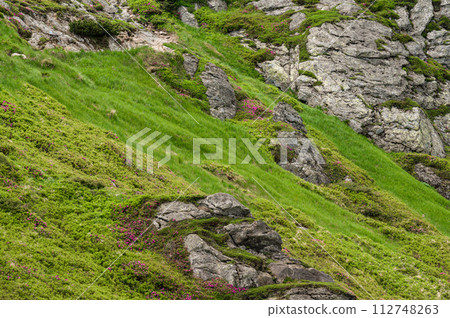Rhododendrons under the peak of the Ukhaty Kamin mountain in the Ukrainian Carpathians. Rhododendrons under the peak of the Ukhaty Kamin mountain in the Ukrainian Carpathians. 112748263