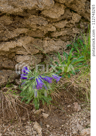 Campanula bell-shaped summer mountain flower. Campanula bell-shaped summer mountain flower. 112748265