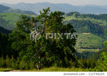 One big tree on the background of mountains 112748283