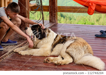 A boy is stroking a Saint Bernard lying on a wooden outdoor terrace. A boy is stroking a Saint Bernard lying on a wooden outdoor terrace. 112748284