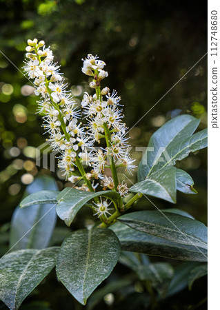 Flowering laurel tree, arboretum Tesarske Mlynany, Slovakia 112748680