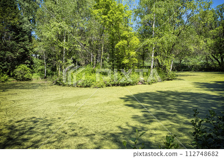 Springtime scenery in arboretum Tesarske Mlynany, Slovakia 112748682