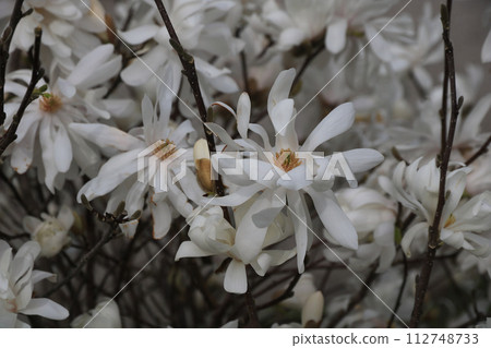 White blooms of a Magnolia Stellata, spring scene in Bolzano, Italy. 112748733