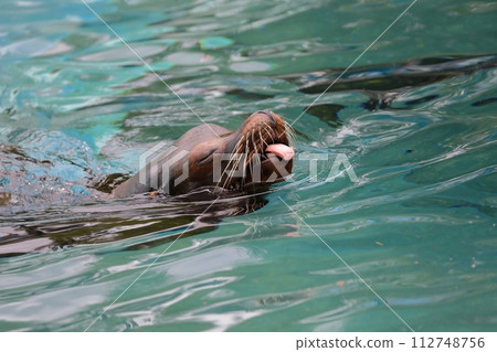 California sea lion swimming with its tongue sticking out California sea lion swimming with its tongue sticking out 112748756