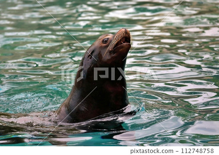 A sea lion sticking its head out of the water 112748758