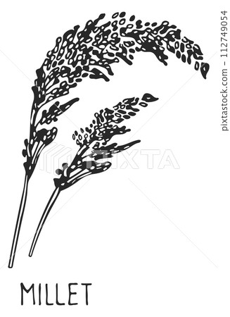 Millet drawing. Grain crop ear. Farm plant 112749054