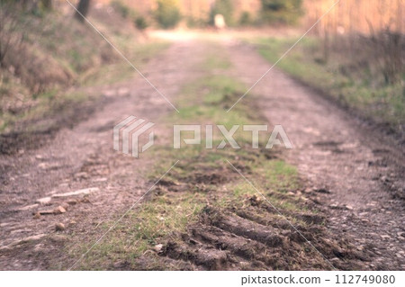 the path between the trees the path between the trees 112749080