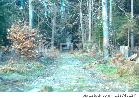 path in the forest path in the forest 112749127