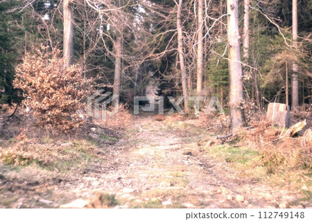 forest in the fall forest in the fall 112749148