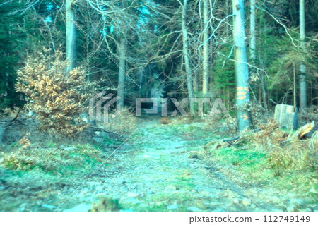 forest in the fall forest in the fall 112749149