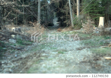 forest trail in the spring forest trail in the spring 112749150