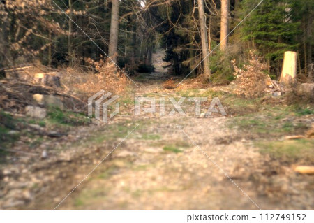 path in the forest path in the forest 112749152
