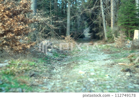way in the forest way in the forest 112749178