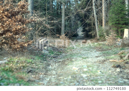 path in the forest path in the forest 112749180