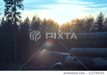 wood stack on the edge of the forest wood stack on the edge of the forest 112749181