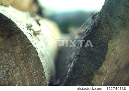 tree trunk covered with snow tree trunk covered with snow 112749188