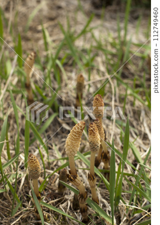 Tsukushi告訴春天 112749460