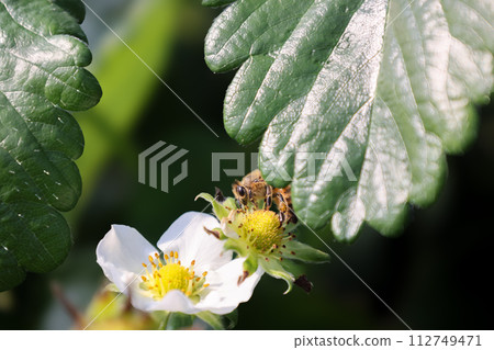 蜜蜂棲息在草莓花上 蜜蜂棲息在草莓花上 112749471