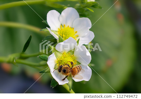 蜜蜂棲息在草莓花上 蜜蜂棲息在草莓花上 112749472
