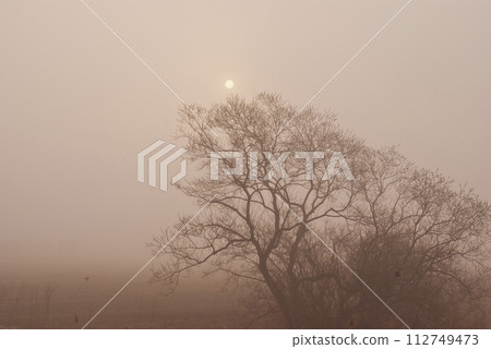 霧樹和朦朧陽光的溫暖景色 霧樹和朦朧陽光的溫暖景色 112749473