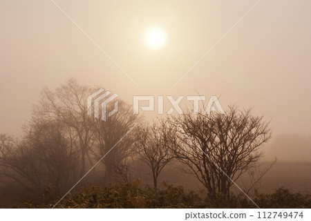 霧樹和朦朧陽光的溫暖景色 霧樹和朦朧陽光的溫暖景色 112749474