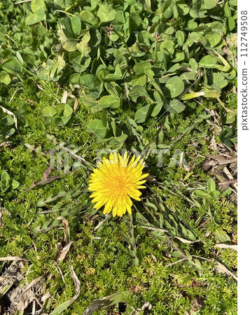 Dandelion blooming on the roadside Dandelion blooming on the roadside 112749508