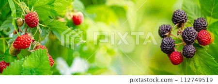 Black raspberry, Rubus occidentalis 112749519