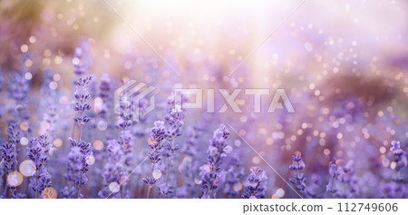 Violet fragrant lavender flowers. 112749606