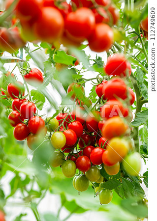 bunch of natural tomatoes bunch of natural tomatoes 112749609