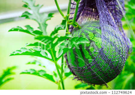 Watermelon growing in the garden. Watermelon growing in the garden. 112749624