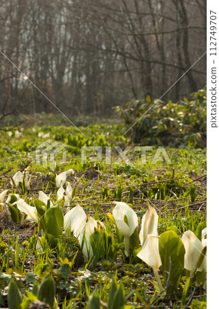 Skunk cabbage white bracts bathing in the spring sunlight 112749707