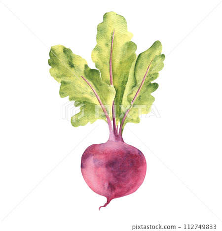 Whole Beet root with green leaves. Watercolor hand drawn illustration isolated on white background. Vintage stile. 112749833