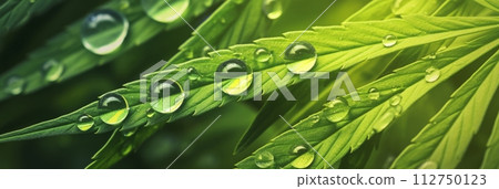 Background of green cannabis leaves, marijuana plant texture, banner 112750123