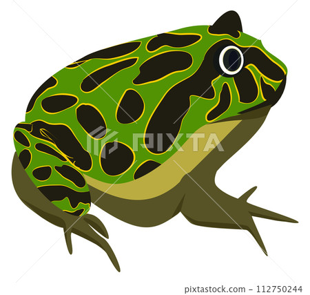 Tropical toad. Colorful spot amphibia. Wild species Tropical toad. Colorful spot amphibia. Wild species 112750244